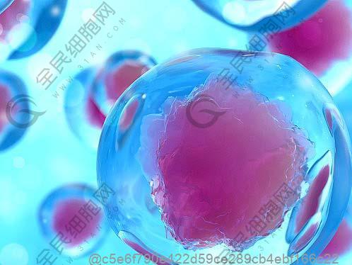 打干細胞15天后可以吃什么水果？無禁忌水果?